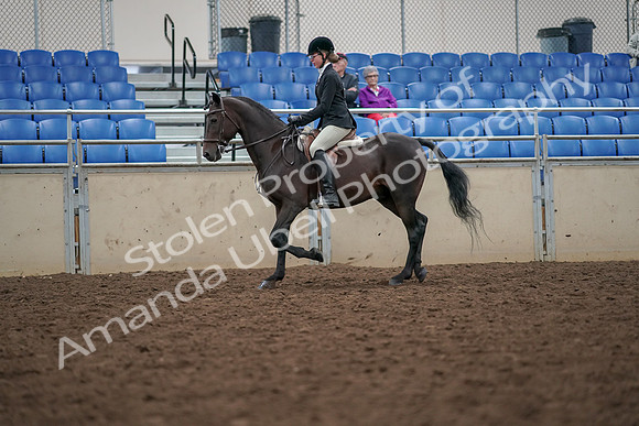 2019 Morgan Horse Show - Aug 30, 2019 - 20332