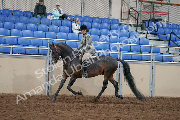 2020 - AB Morgan Horse - Sat, Sept 05 - 14333