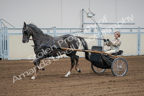 2020 - AB Morgan Horse - Sat, Sept 05 - 06011