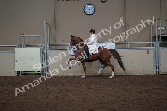 2019 Morgan Horse Show - Aug 31, 2019 - 17883