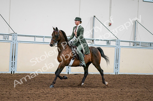 2020 - AB Morgan Horse - Fri, Sept 04 - 03292