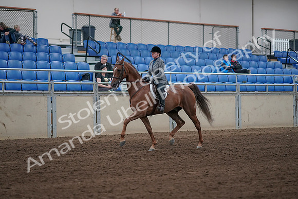 2019 Morgan Horse Show - Sept 01, 2019 - 12290