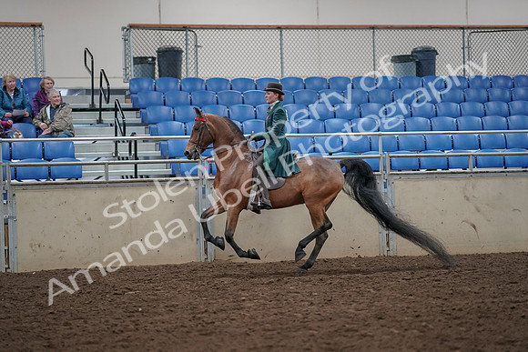 2019 Morgan Horse Show - Aug 30, 2019 - 28039