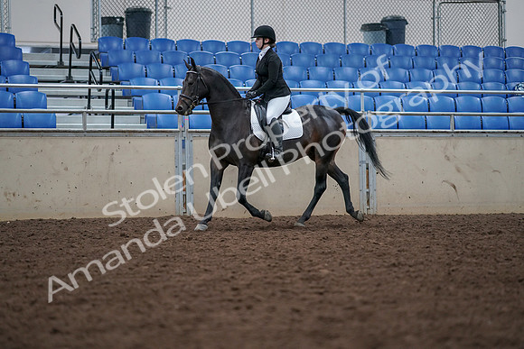 2019 Morgan Horse Show - Aug 30, 2019 - 18303