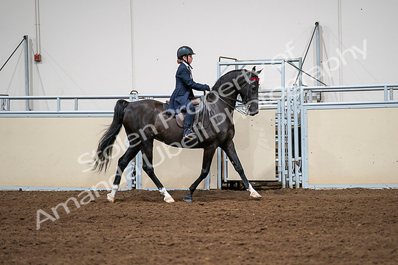 2020 - AB Morgan Horse - Fri, Sept 04 - 03077
