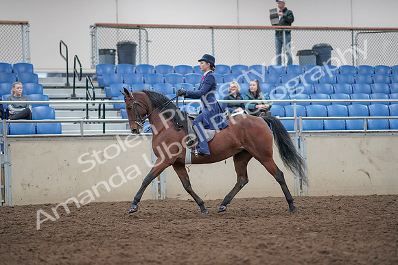 2019 Morgan Horse Show - Aug 31, 2019 - 09295
