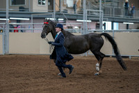 2020 - AB Morgan Horse - Fri, Sept 04 - 00670