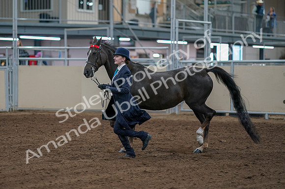 2020 - AB Morgan Horse - Fri, Sept 04 - 00670