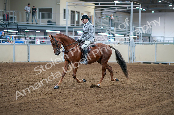 2020 - AB Morgan Horse - Fri, Sept 04 - 01467