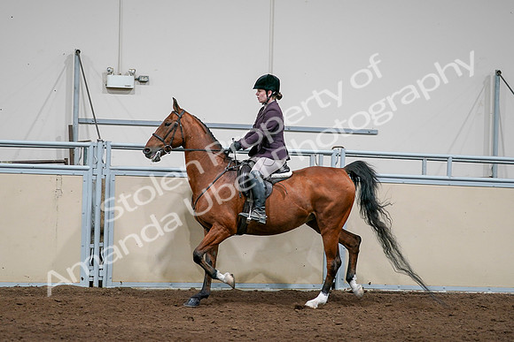 2020 - AB Morgan Horse - Sat, Sept 05 - 03054