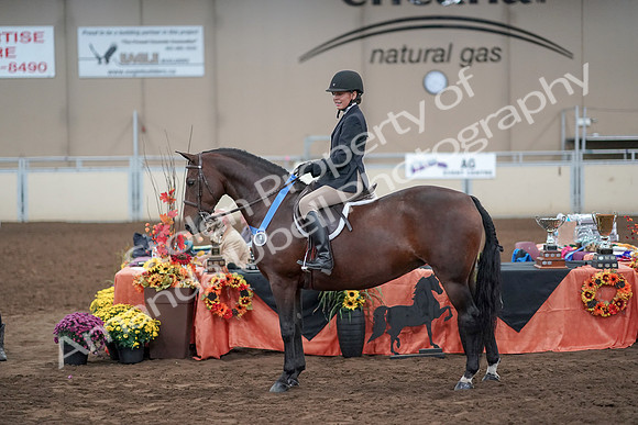 2019 Morgan Horse Show - Aug 31, 2019 - 19789