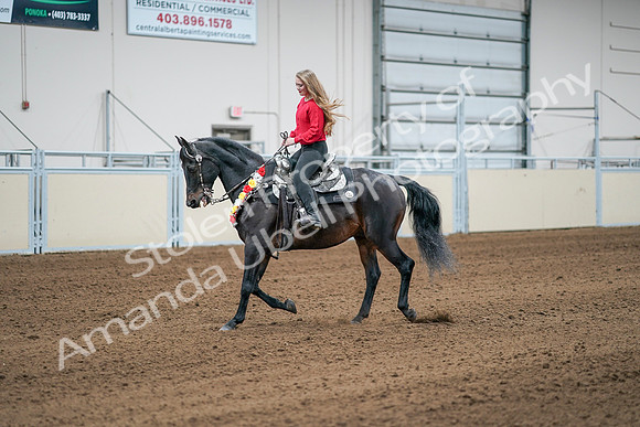 2020 - AB Morgan Horse - Sat, Sept 05 - 10392
