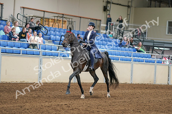 2020 - AB Morgan Horse - Sat, Sept 05 - 06258