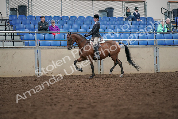 2019 Morgan Horse Show - Aug 30, 2019 - 20347
