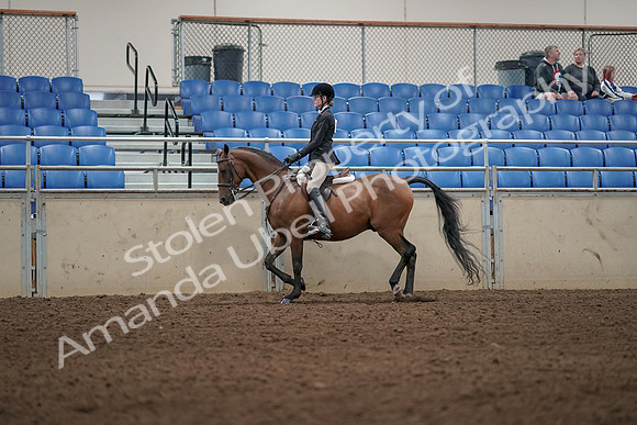 2019 Morgan Horse Show - Aug 31, 2019 - 04868