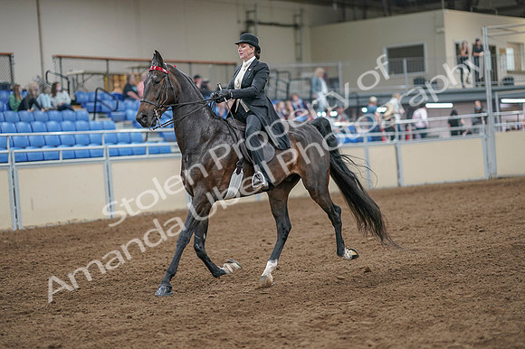2020 - AB Morgan Horse - Fri, Sept 04 - 11120