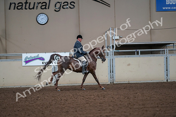 2019 Morgan Horse Show - Aug 30, 2019 - 17541