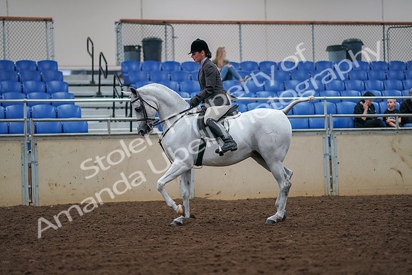 2019 Morgan Horse Show - Aug 30, 2019 - 17281