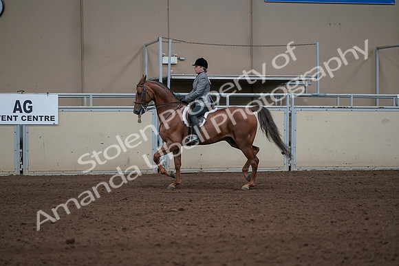 2019 Morgan Horse Show - Sept 01, 2019 - 12199