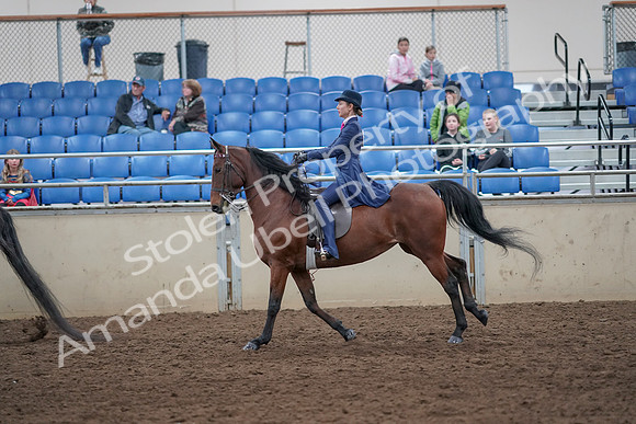 2019 Morgan Horse Show - Aug 31, 2019 - 09464