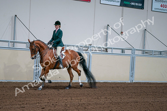 2020 - AB Morgan Horse - Fri, Sept 04 - 01582
