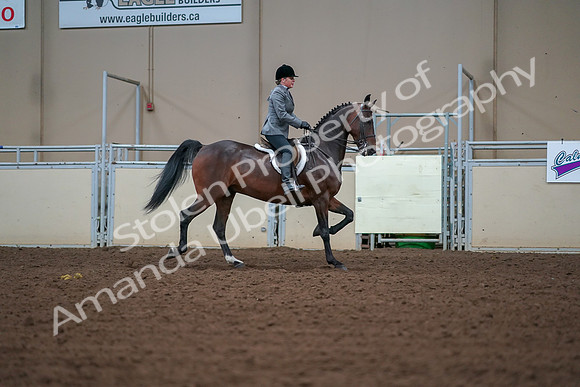 2019 Morgan Horse Show - Aug 30, 2019 - 20938