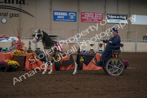 2019 Morgan Horse Show - Aug 31, 2019 - 04571