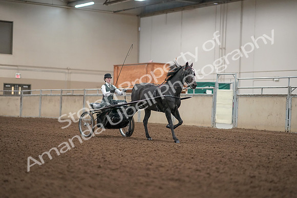 2019 Morgan Horse Show - Aug 31, 2019 - 04744