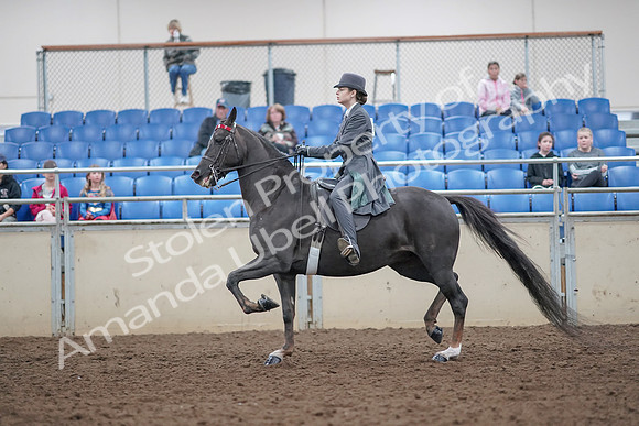 2019 Morgan Horse Show - Aug 31, 2019 - 09386