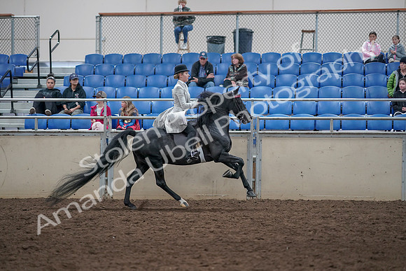 2019 Morgan Horse Show - Aug 31, 2019 - 09680