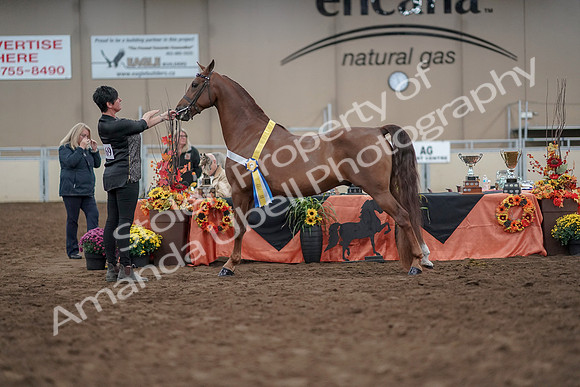 2019 Morgan Horse Show - Aug 31, 2019 - 03852