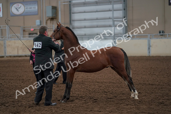 2019 Morgan Horse Show - Aug 30, 2019 - 25566