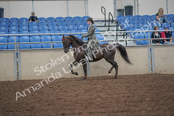 2019 Morgan Horse Show - Aug 30, 2019 - 15398