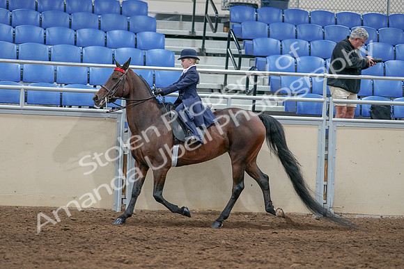 2020 - AB Morgan Horse - Sat, Sept 05 - 04785