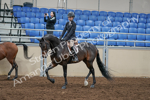 2020 - AB Morgan Horse - Sun, Sept 06 - 07954