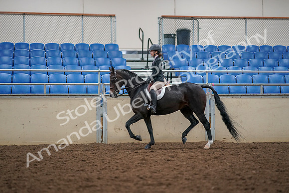 2019 Morgan Horse Show - Aug 30, 2019 - 23308
