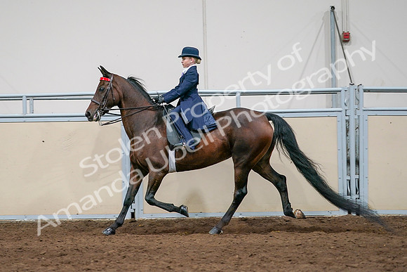 2020 - AB Morgan Horse - Sat, Sept 05 - 04938