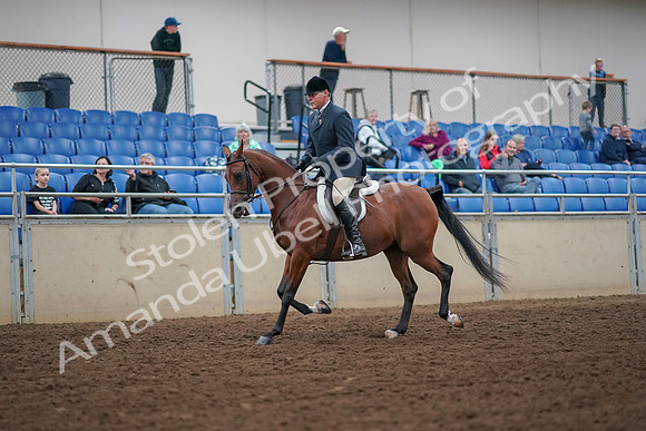 2019 Morgan Horse Show - Aug 30, 2019 - 16272
