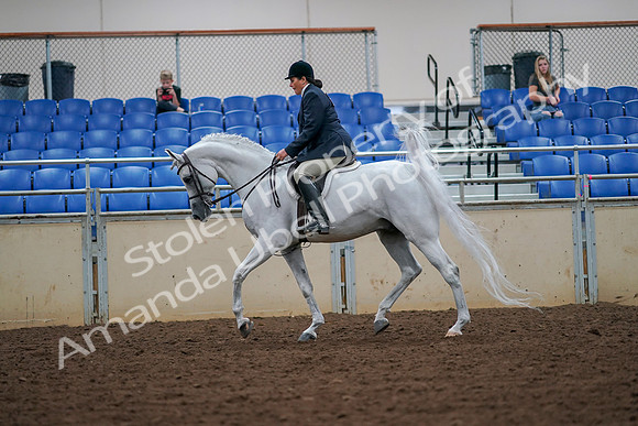 2019 Morgan Horse Show - Aug 30, 2019 - 17320