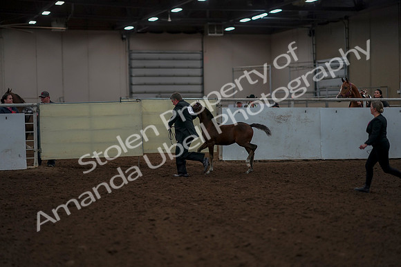 2019 Morgan Horse Show - Aug 30, 2019 - 24768