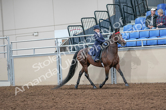 2020 - AB Morgan Horse - Sat, Sept 05 - 04879