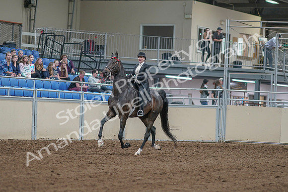2020 - AB Morgan Horse - Fri, Sept 04 - 11319