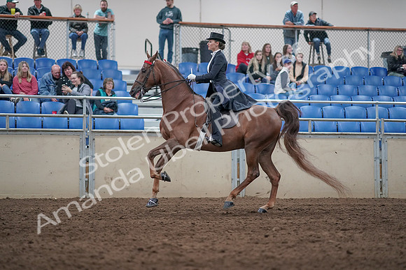 2019 Morgan Horse Show - Aug 31, 2019 - 20574