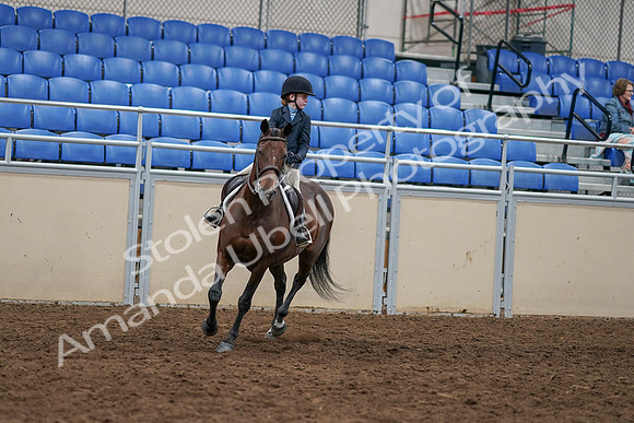 2020 - AB Morgan Horse - Sun, Sept 06 - 07680