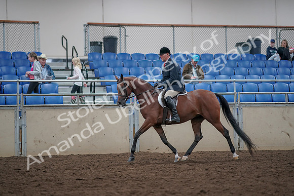 2019 Morgan Horse Show - Aug 31, 2019 - 14956