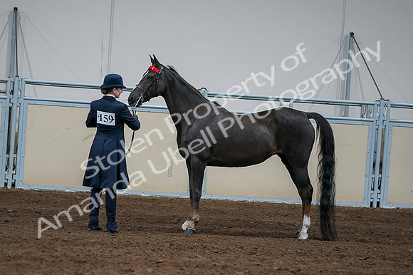 2020 - AB Morgan Horse - Fri, Sept 04 - 00705