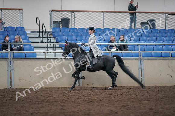 2019 Morgan Horse Show - Aug 31, 2019 - 09428