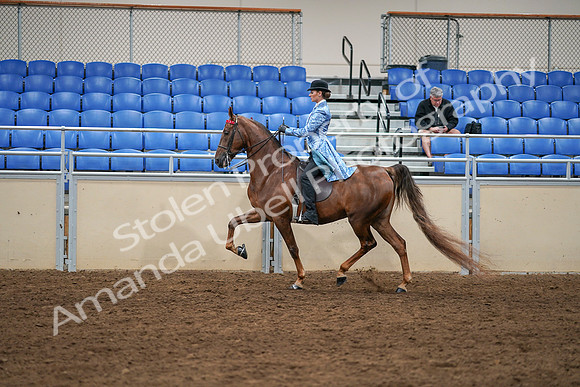 2020 - AB Morgan Horse - Sat, Sept 05 - 03323