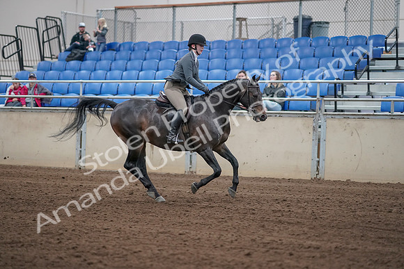 2019 Morgan Horse Show - Sept 01, 2019 - 11129