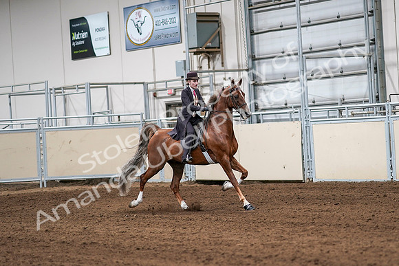 2020 - AB Morgan Horse - Sat, Sept 05 - 06423